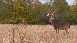 deer buck wildlife southernillinois [upl. by Carmelo]