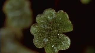 Liverwort Marchantia reproduction [upl. by Fleisher156]