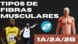 TIPOS DE FIBRAS MUSCULARES y como entrenarlas [upl. by Uund756]