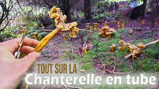 Tout savoir sur la jolie chanterelle en tube [upl. by Rubin373]