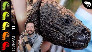 Gila Monster The Best Pet Lizard [upl. by Smitt]