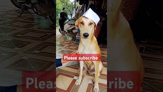 cute dog status video funny comedy dog shots funnyanimals viralshorts trendingabubakar178 [upl. by Acirre]