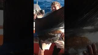 Sailfish one of the most spectacular fish to catch fishing pilbara Sailfish ningaloo fish [upl. by Nevarc]