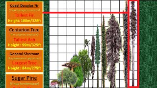 Tallest Tree Height Comparison [upl. by Raynah685]