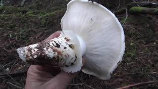 Foraging my first Pine Mushrooms in BC 2019 [upl. by Milinda]