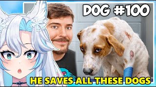 HE SAVED 100 DOGS FROM DYING  MrBeast React [upl. by Seiuqram]