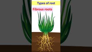 Types of Root smartlylearnwithfun [upl. by Joanne]