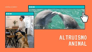 Altruismo animal  Animalizando ♥️🐬 [upl. by Jeffries]