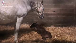 Naissance dun poulain aux écuries 😍😍 [upl. by Cochard446]