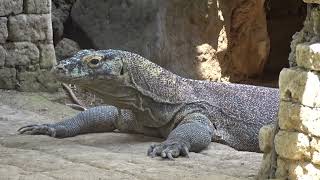 Bali Reptile Park Komodovaran og krokodille [upl. by Travus]