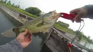 Bass and Pike Fishing Spinnerbait Drop Shot July 2023 [upl. by Thor]