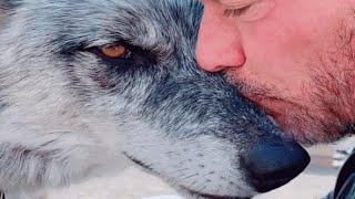 Man rescues wolf Now theyre obsessed with each other [upl. by Karina783]