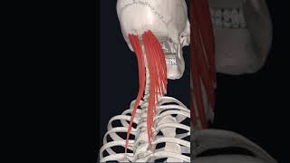 “semispinalis capitis 💪 muscle “ [upl. by Yendirb]