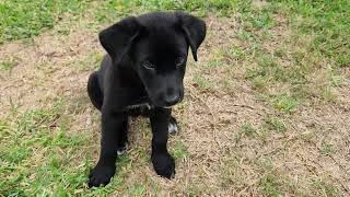 Luna A916566 austinanimalcenter puppy germanshepherd dogs dog [upl. by Naeerb]