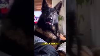 When You Adopt A Retired Police Dog 😂 [upl. by Engelbert]