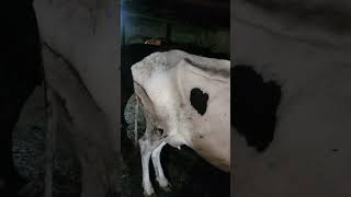 Fluid Therapy  Intravenous Saline of a HF cow [upl. by Martijn]