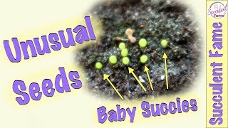 Succulent Seeds How to Grow Reliable Source amp Tips Mesembs amp More [upl. by Alic]