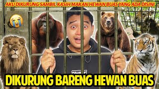 MASUK KURUNGAN BUAT SAMPERIN HEWAN PALING BUAS SAFARI JOURNEY BALI SAFARI SEDEKET INI SAMA HARIMAU [upl. by Ahsinac]