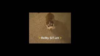 Remy sit capcut funnyjoke funny dog puppy shorts [upl. by Yuri]