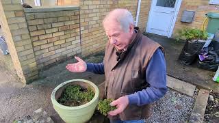 How do I treat liverwort  wwwgardenhelp [upl. by Berga]