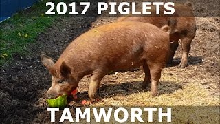 2017 Piglets  Tamworth Pigs From Hidden Creek Farm [upl. by Allenrad353]