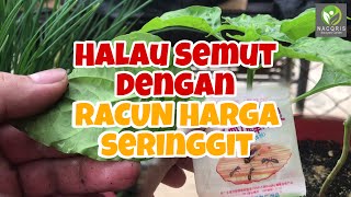 CARA HALAU SEMUT SERANG TANAMAN DENGAN RACUN SEMUT SERINGGIT [upl. by Yrelle]