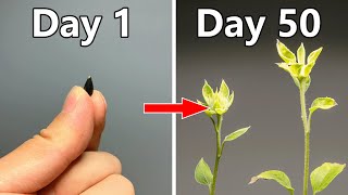 Growing Sunflower From Seed50 Days Timelapse [upl. by Tigges]