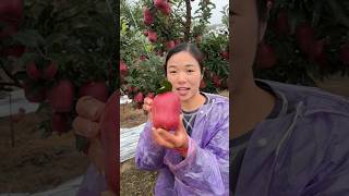 Amazing apple fruit farming fruitcuttingThakornaynafrood Part 109 [upl. by Marisa]