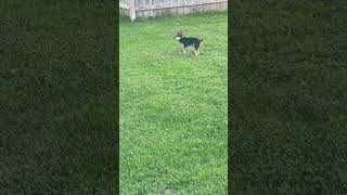 Mini dog playing around 😊puppy tinypets minipets babydog chorkie fypシ゚viral tinypaws cute [upl. by Nortal943]