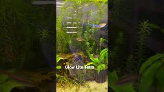 Glow Light Tetra [upl. by Anivahs899]