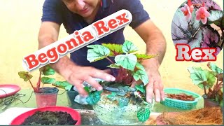 Begonia Rex Type Reporting Soil Mix Care Tips  How to grow and Care Begonia Rex  Begonia Rex [upl. by Anegal]