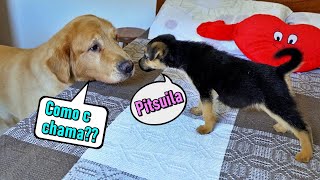 Apresentando filhote de Pastor Alemão aos meus cães  Olha a reação deles Golden Malinois e Husky [upl. by Heller955]