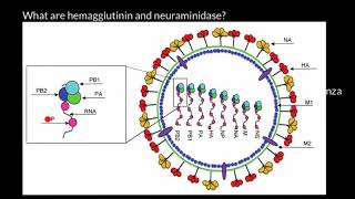 Influenza Virus Structure [upl. by Lennard]