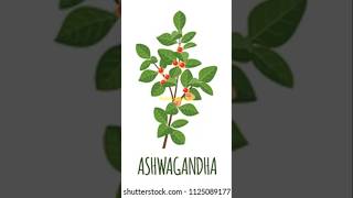 अश्वगंधा के फायदे ashwagandhapowder ashwagandha shorts ayurveda shortvideo short shortsfeed [upl. by Chappelka]