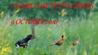 Chasse exceptionnelle aux faisans lièvres et pigeons [upl. by Reiser]