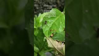 The Common hover fly Parasitoid Wasp with fun facts naturescreation [upl. by Cinom76]