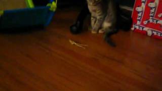 5 month old kitten demonstrates object permanence [upl. by Xerxes73]