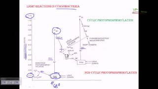 Light reaction of cyanobacteria [upl. by Dever]