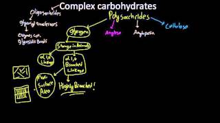 amylose amylopectin glycogen and cellulose [upl. by Yemaj]