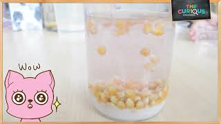 Dancing Corn Science Experiment [upl. by Stanwinn]