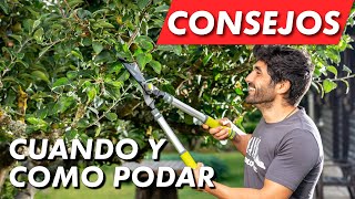 Como y cuando podar nuestros árboles plantas y arbustos ✂🌳 [upl. by Yankee315]