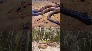 Top 3 Deadliest Snakes and Their Venom [upl. by Mauralia]