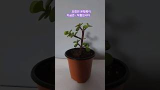 portulacaria afra Hybrid은행목키우기은행목분갈이 [upl. by Duff953]