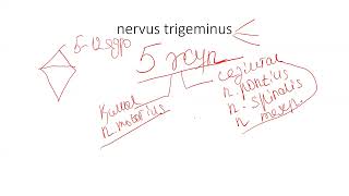 5 жұп нервқа кіріспе nervus trigeminus [upl. by Sicnarf]