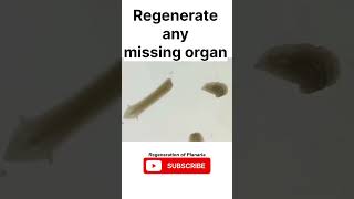 Regeneration in Planaria science biology sjw youtubeshorts shorts planaria [upl. by Ormsby]