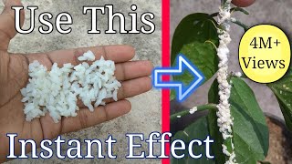 How to get rid of white mealybugs using organic pesticide [upl. by Ydna789]