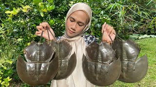 BELANGKAS MASAK LEMAK CILI PADI  Horseshoe Crab Cooked in Spicy Coconut Sauce [upl. by Schaab]