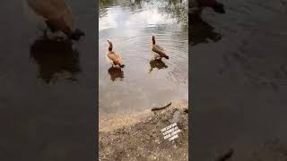 Cute little goslings of Egyptian geese family  a wild birds nature video [upl. by Anaizit]