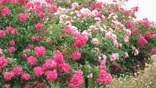 Plant Profile Flower Carpet® Tree roses [upl. by Anaujait]