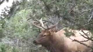 Arizona Archery Elk HuntingJeanne Scott with Colburn and Scott Outfitters [upl. by Rockel174]